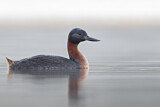 Image. Great Grebe