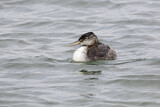 Image. Great Grebe