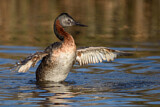 Image. Great Grebe