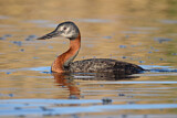 Image. Great Grebe