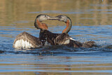 Image. Great Grebe