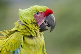 Image. Great Green Macaw