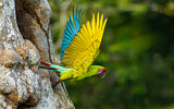 Image. Great Green Macaw