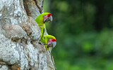 Image. Great Green Macaw