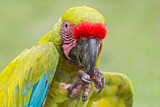 Image. Great Green Macaw