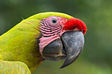 Image. Great Green Macaw