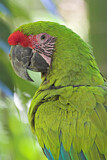 Image. Great Green Macaw