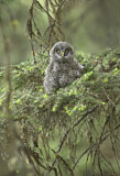 Image. Great Grey Owl