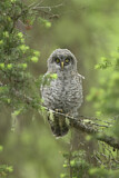 Image. Great Grey Owl