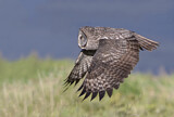 Image. Great Grey Owl
