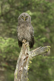 Image. Great Grey Owl