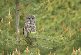 Image. Great Grey Owl