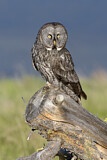 Image. Great Grey Owl