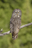 Image. Great Grey Owl