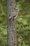 Image. Great Grey Owl