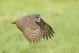 Image. Great Grey Owl