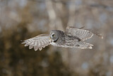 Image. Great Grey Owl