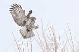 Image. Great Grey Owl