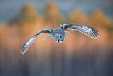 Image. Great Grey Owl