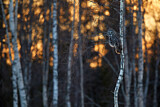 Image. Great Grey Owl