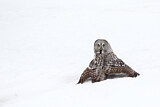 Image. Great Grey Owl