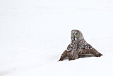 Image. Great Grey Owl
