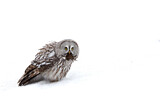 Image. Great Grey Owl