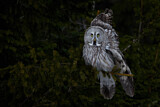 Image. Great Grey Owl