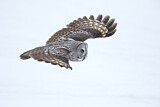 Image. Great Grey Owl