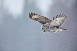 Image. Great Grey Owl