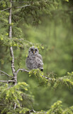 Image. Great Grey Owl