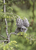 Image. Great Grey Owl