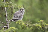 Image. Great Grey Owl