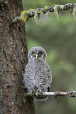 Image. Great Grey Owl