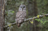 Image. Great Grey Owl
