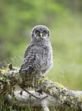 Image. Great Grey Owl