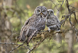 Image. Great Grey Owl