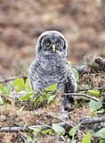 Image. Great Grey Owl