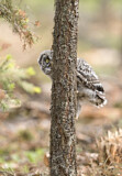 Image. Great Grey Owl
