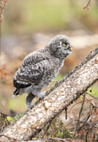 Image. Great Grey Owl