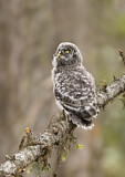 Image. Great Grey Owl