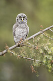 Image. Great Grey Owl