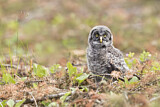 Image. Great Grey Owl