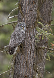 Image. Great Grey Owl
