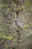 Image. Great Grey Owl