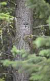 Image. Great Grey Owl