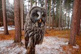 Image. Great Grey Owl