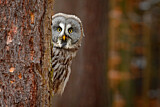 Image. Great Grey Owl