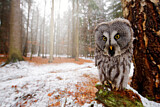 Image. Great Grey Owl