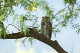Image. Great Horned Owl